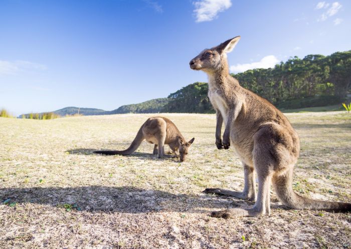 Kangaroos at Pebbly Beach in Bawley Point in Jervis Bay & Shoalhaven, South Coast